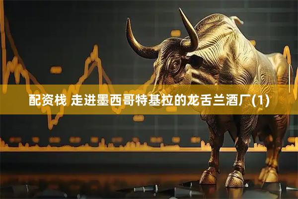 配资栈 走进墨西哥特基拉的龙舌兰酒厂(1)
